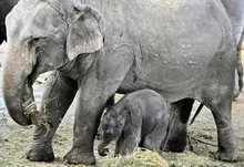baby animals elephants 1500x1048 wallpaper Art HD Wallpaper